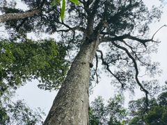 -海南热带雨林国家公园吊罗山景区