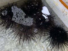 -霞涌市场海鲜摆卖区