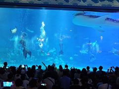 -烟台海昌鲸鲨海洋公园