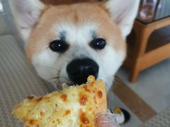 -尊宝比萨(君悦龙庭店)