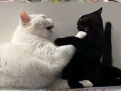 -伟伟宠物医院·瑞派猫友好医院·猫科(光谷店)