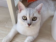-飞行喵MR PILOT|猫舍·猫咖(静安大融城店)
