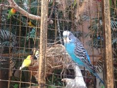 iphone_upload_pic-深圳东部华侨城茵特拉根酒店