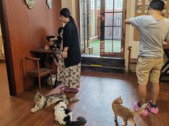 -楼上猫咖(罗湖店)