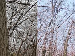 -桃花堤公园