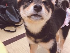 -逗柴咖啡屋·狗咖猫咖宠物桌游