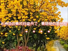 -长洲岛