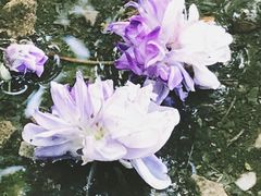 -嘉定紫藤园