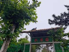 -西霞口神雕山野生动物世界