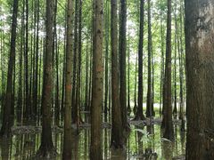 -桤木河湿地公园