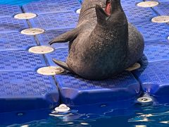 -海合安成都极地海洋公园