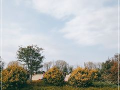 -西京湾花海