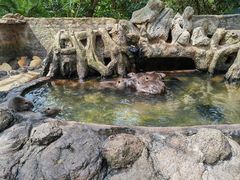 -海南热带野生动植物园