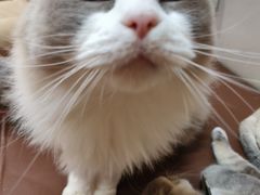 -MOCHA明星猫咖(田子坊店)