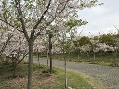 -上海海湾国家森林公园