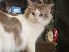 -more than meow吴止猫主题餐厅(承德 中船汇店)