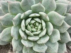 -阿婆情腊排骨火锅·野生菌季(古城旗舰店)