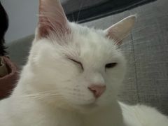 -宠颐生动物医院·猫科·心脏科(海口分院)