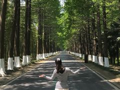 -黄海国家森林公园