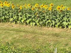 -紫马岭公园