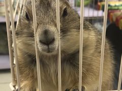 -钓仓鼠(洋桥北里小区店)