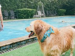 -汪说喵讲宠物乐园宠物酒店(红星美凯龙店)