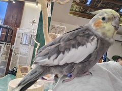-深圳鸟咖鹦花岛