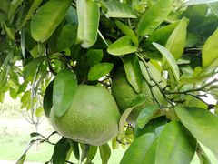 -南通洲际绿博园