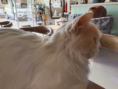 -平行世界·猫咖(首经贸店)