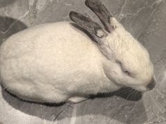 -东安鸡馆(蔡锷南路店)