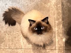 -创凡宠物医院·骨专科  猫科中心(西乡分院)