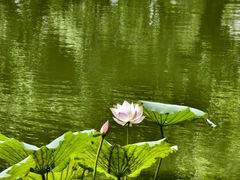 -荔湾湖公园