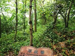 -上海佘山国家森林公园天马山园