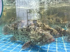 -巧克力渔家.小船海鲜胶东菜(万平口店)