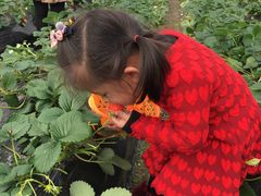 -尚田草莓姑娘白草莓采摘基地