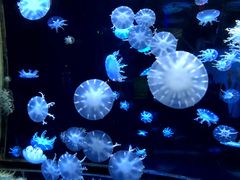 -太平洋海底世界