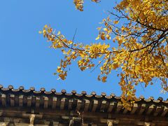 -灵谷景区