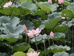 -荔湾湖公园