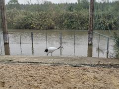 -盐城丹顶鹤湿地生态旅游区