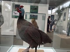 -陕西自然博物馆