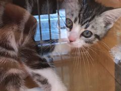 -PETKIT小佩宠物·低压洗护(国顺东路店)