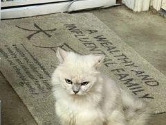 -泰国佛·塔罗·泰牌狐仙古曼