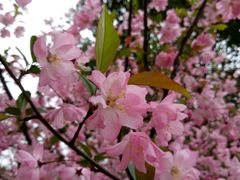 -张家港凤凰山景区河阳山歌馆