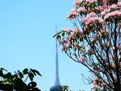 -梧桐山风景名胜区