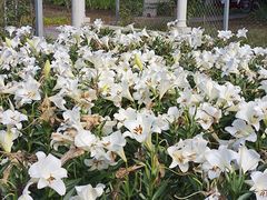 -石家庄市植物园