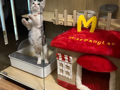 -翊宠yipet猫狗购宠庄园犬舍•猫舍