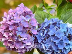 -上海鲜花港