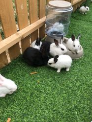 -萌宠亲子动物乐园(槐房万达店)