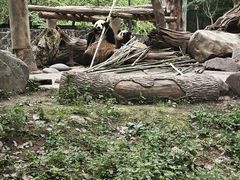 -都江堰中华大熊猫苑