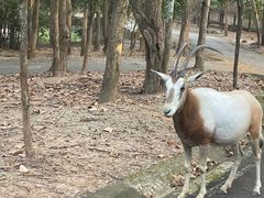 -清迈夜间动物园